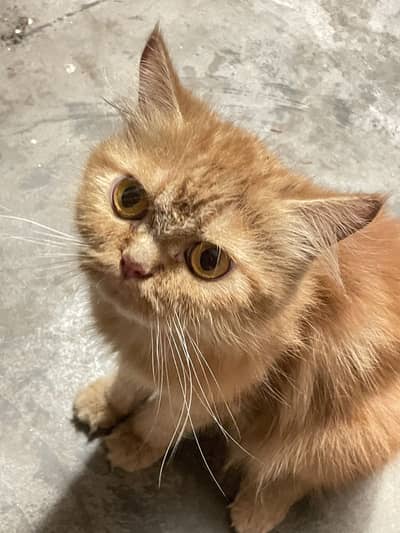Persian Cats one male and one Female