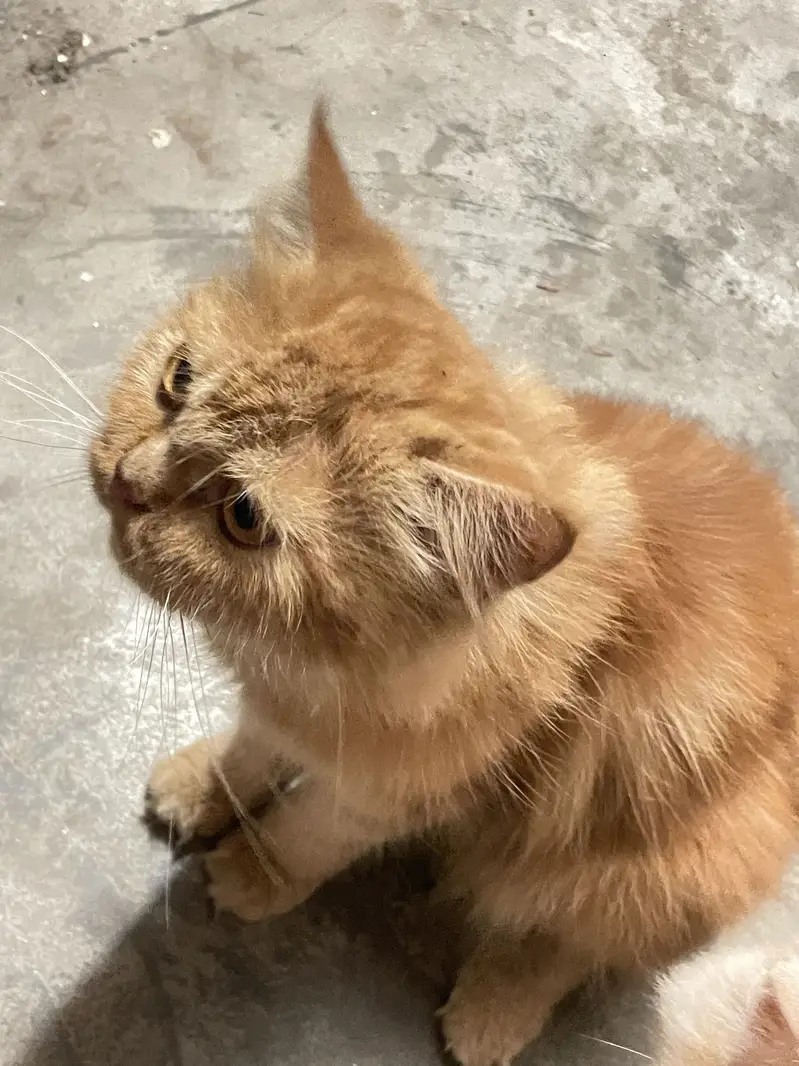 Persian Cats one male and one Female — photo 2