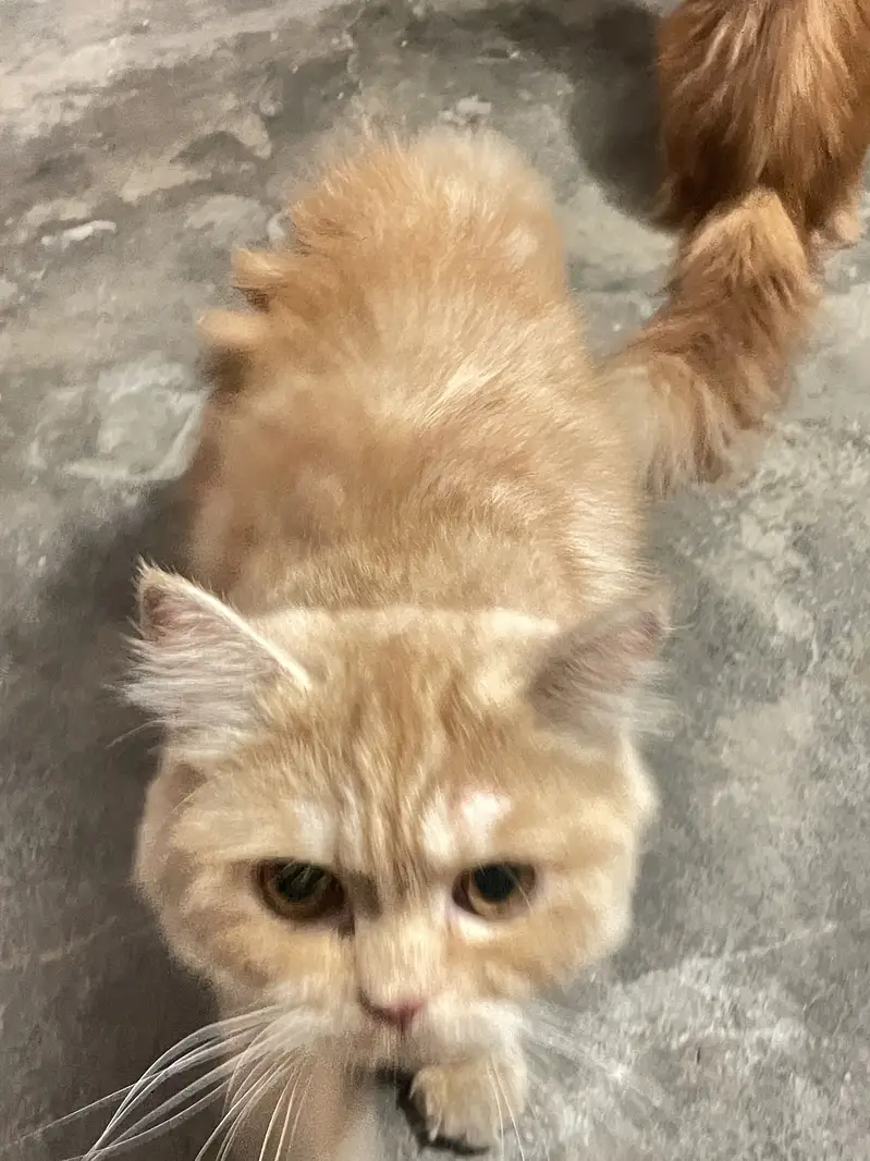 Persian Cats one male and one Female — photo 3