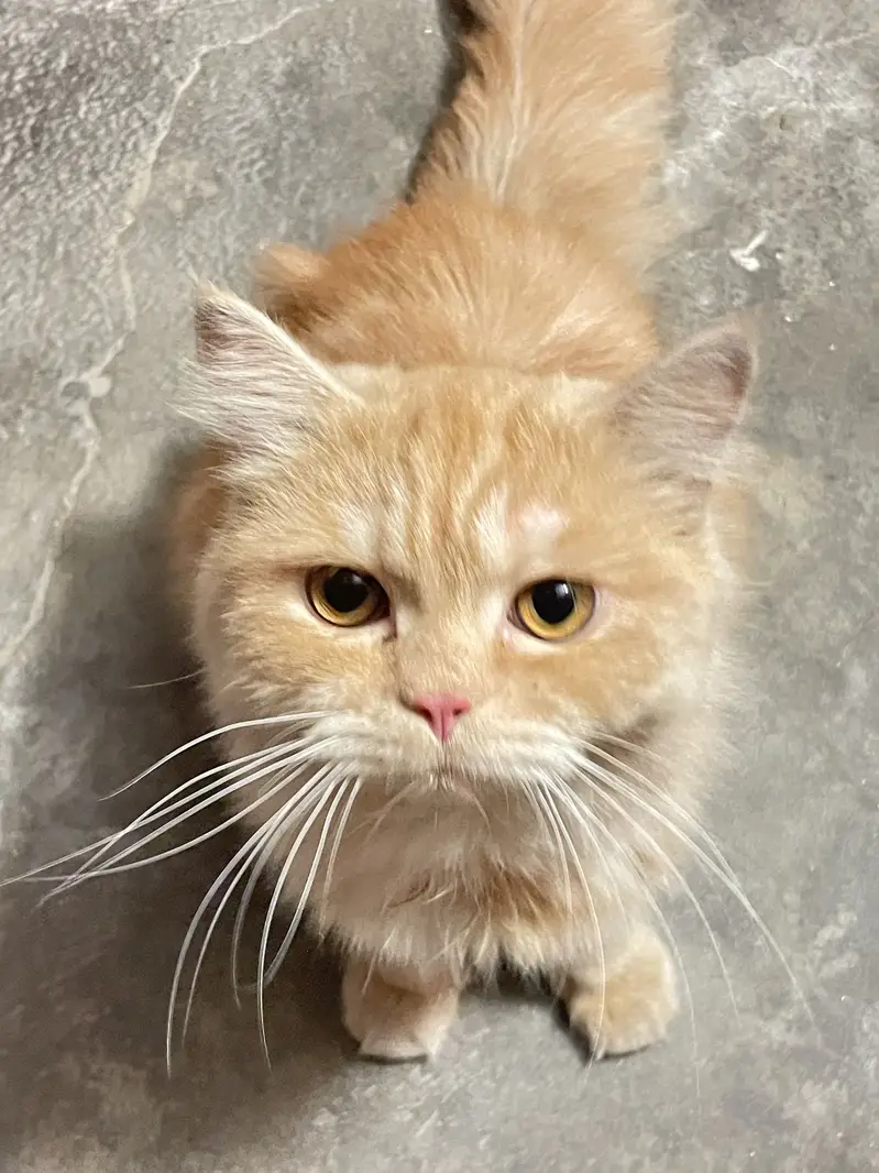 Persian Cats one male and one Female — photo 4