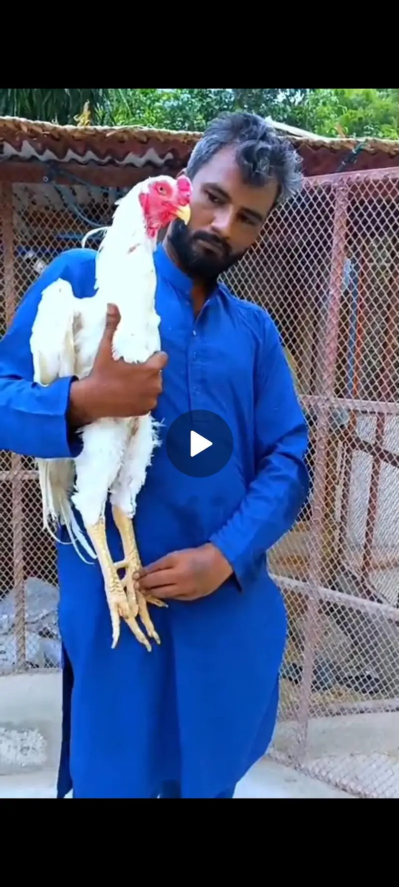 king shamo,white shamo,aseel shamo,shamo,shamoo — photo 5