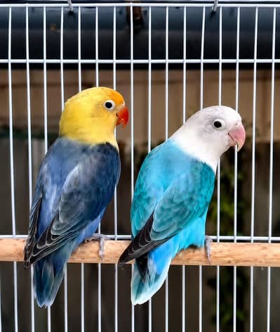 lovebirds pairs