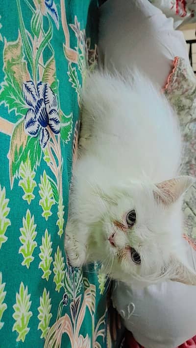 Persian semi punch
