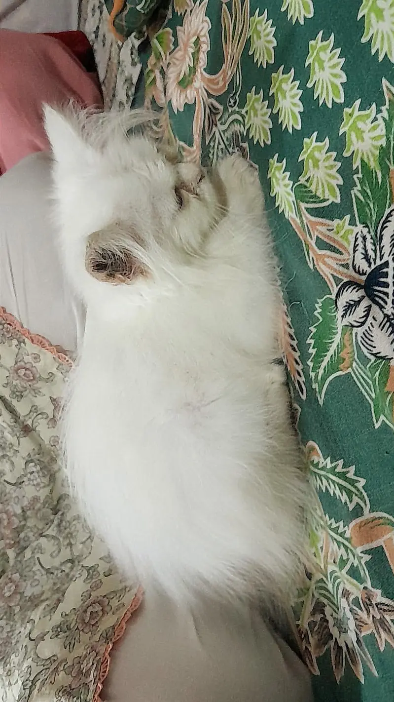 Persian semi punch — photo 2