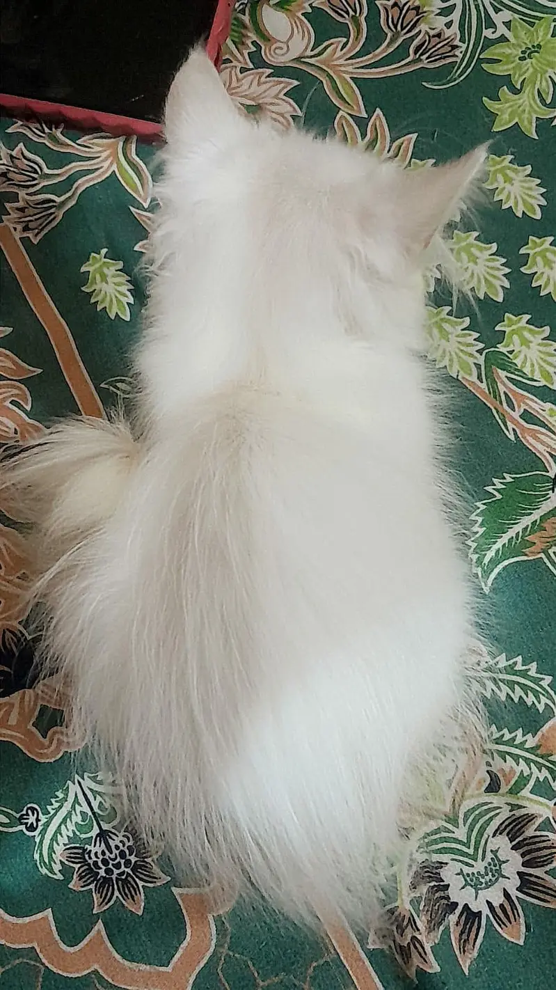 Persian semi punch — photo 3