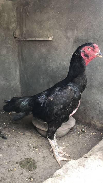 Pure Black Shamo Female | Full Highted | premium Quality