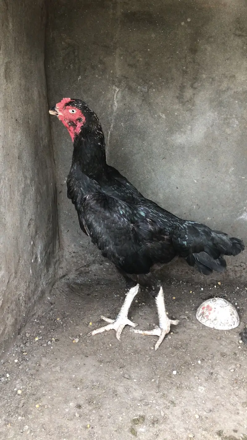 Pure Black Shamo Female | Full Highted | premium Quality — photo 2