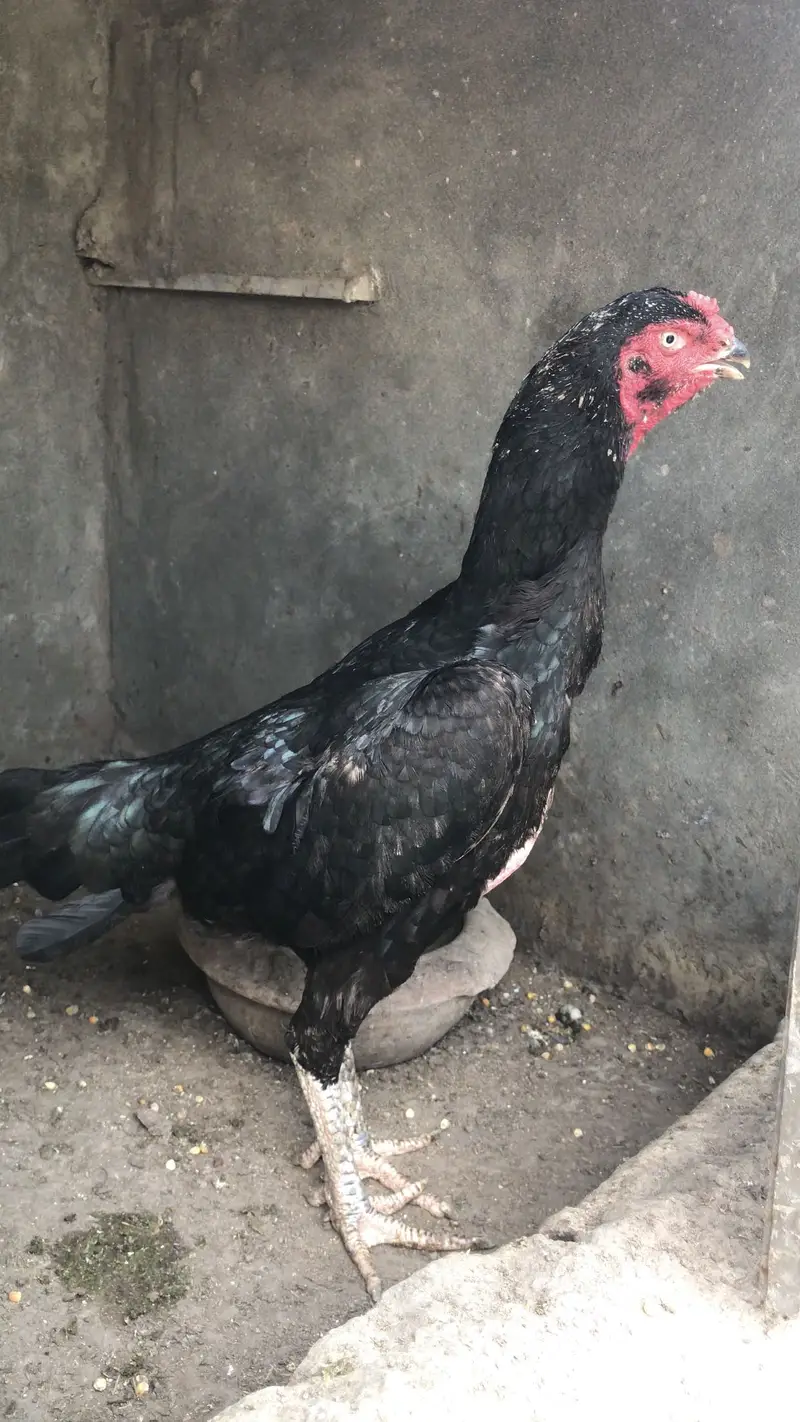 Pure Black Shamo Female | Full Highted | premium Quality — photo 3
