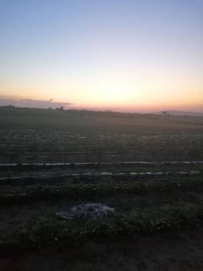 orange farm