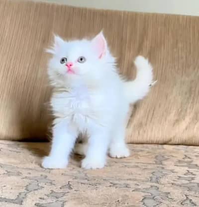 Persian cat for sale 2 month age Whatsapp No 03407695703