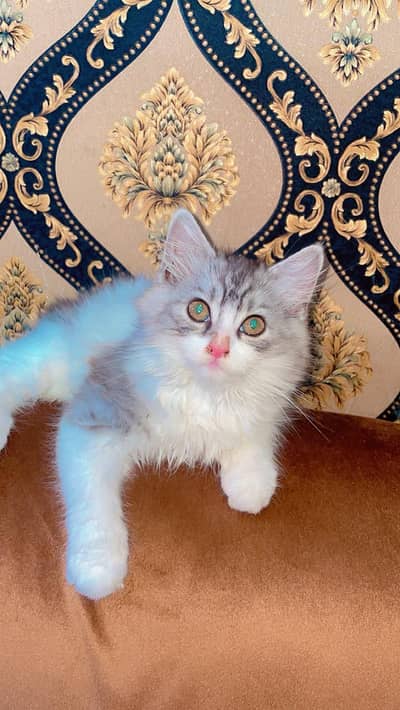 Gray Persian kitten