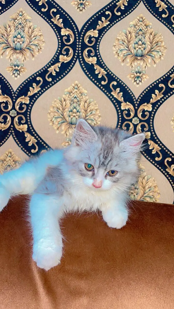 Gray Persian kitten — photo 2