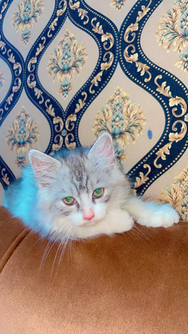 Gray Persian kitten — photo 3
