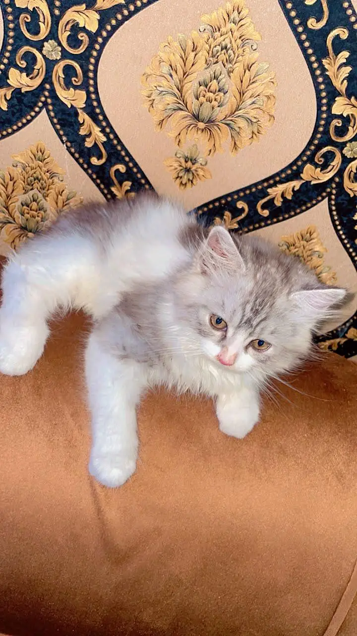 Gray Persian kitten — photo 4