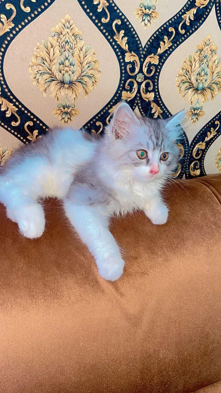 Gray Persian kitten — photo 5