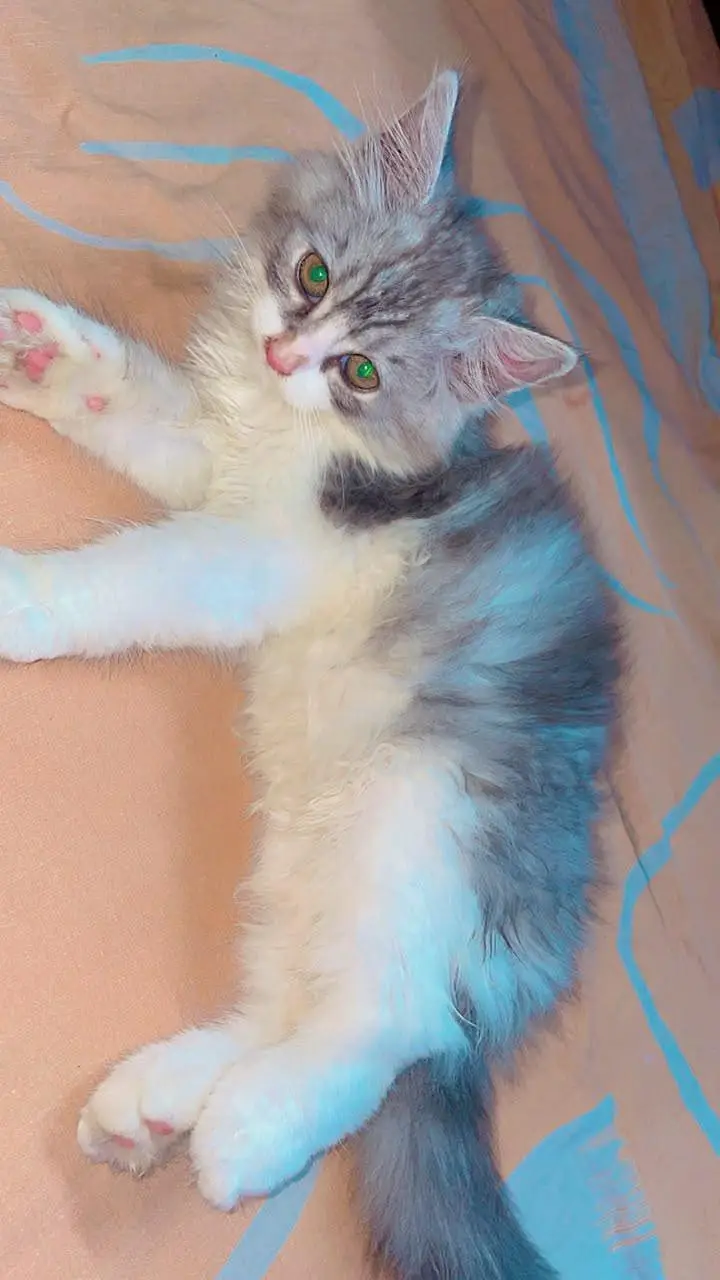 Gray Persian kitten — photo 6