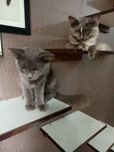 Persian cross breed kittens