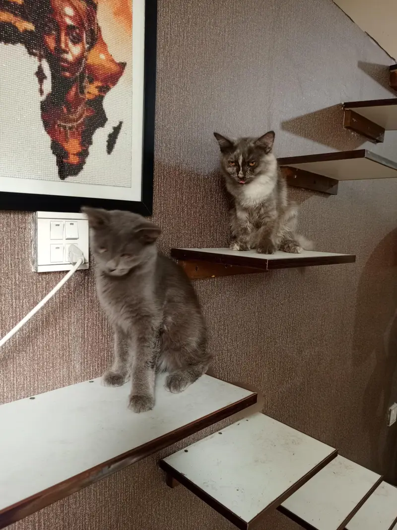 Persian cross breed kittens — photo 2