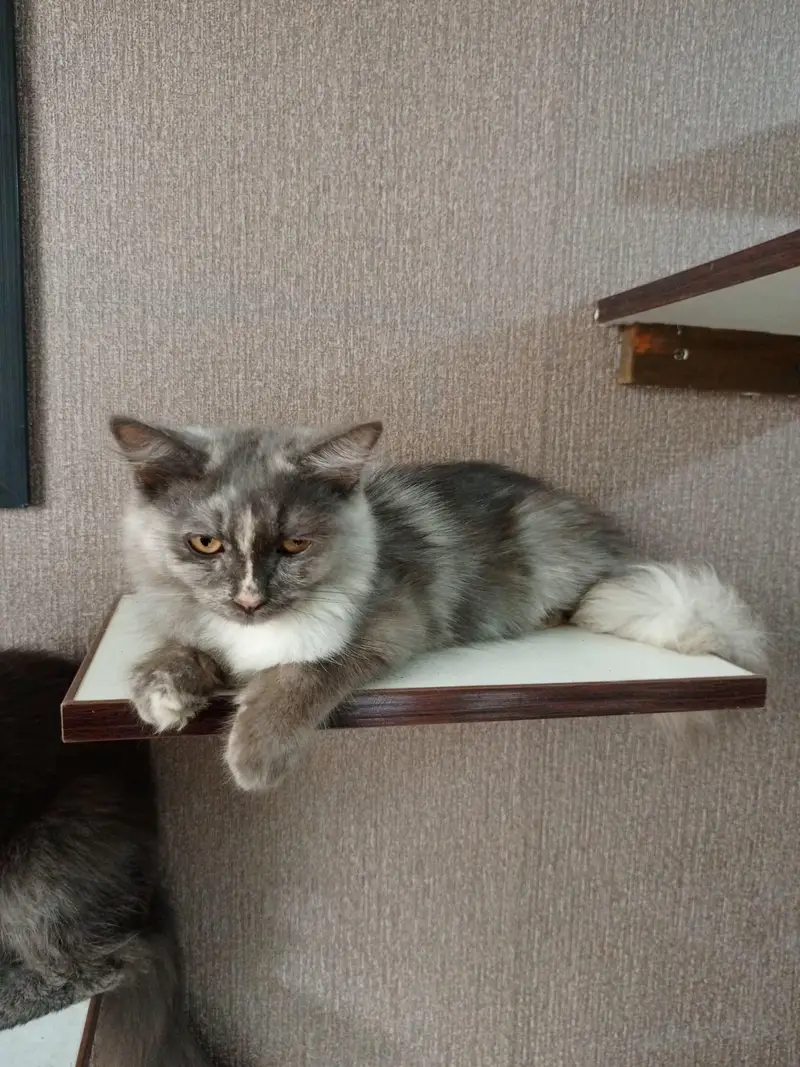 Persian cross breed kittens — photo 3