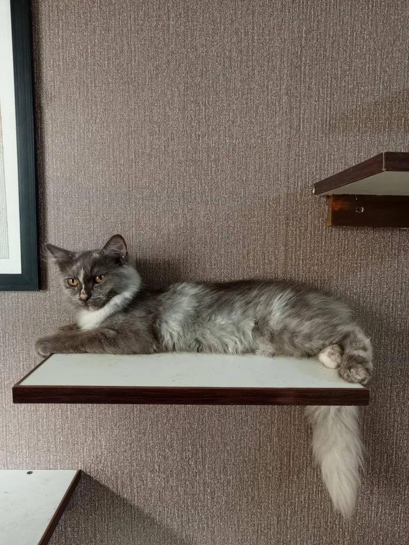 Persian cross breed kittens — photo 4