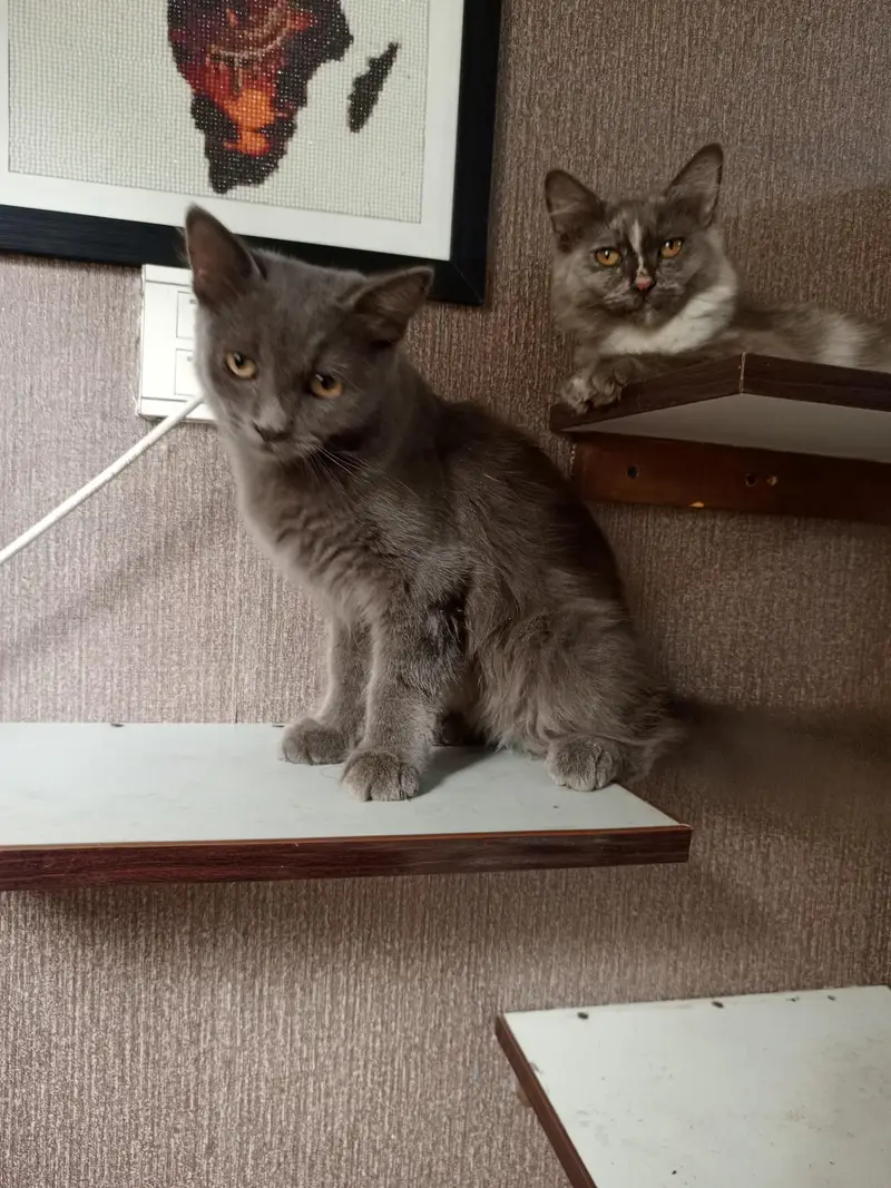 Persian cross breed kittens — photo 5