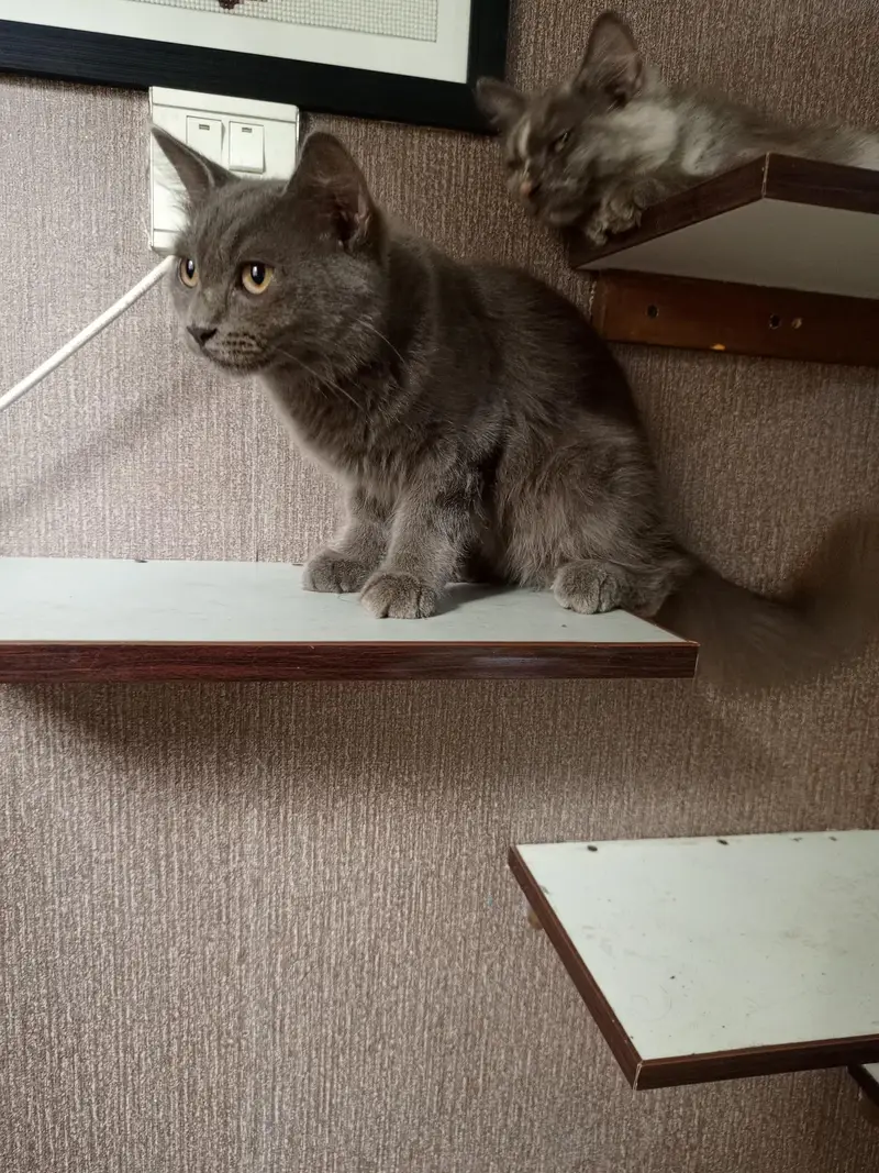 Persian cross breed kittens — photo 6