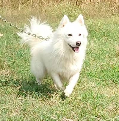 russain o siez female for sale