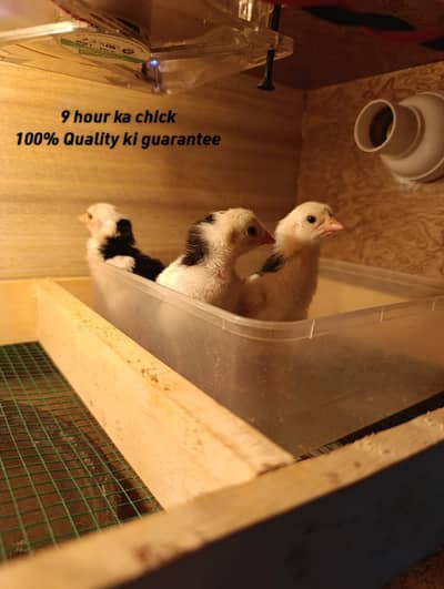 German Shamo Chicks Available