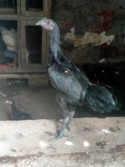 thi dragon male for sale active and healthy