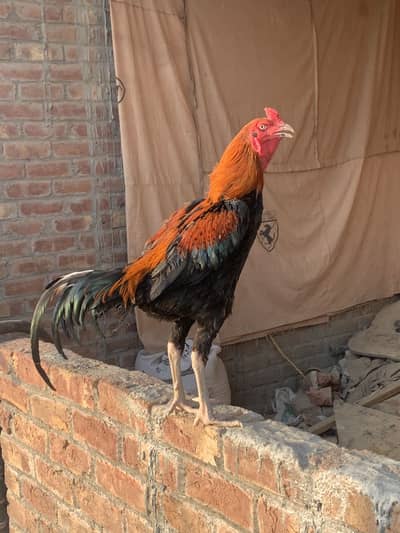 Turkish hint aseel murga for sell