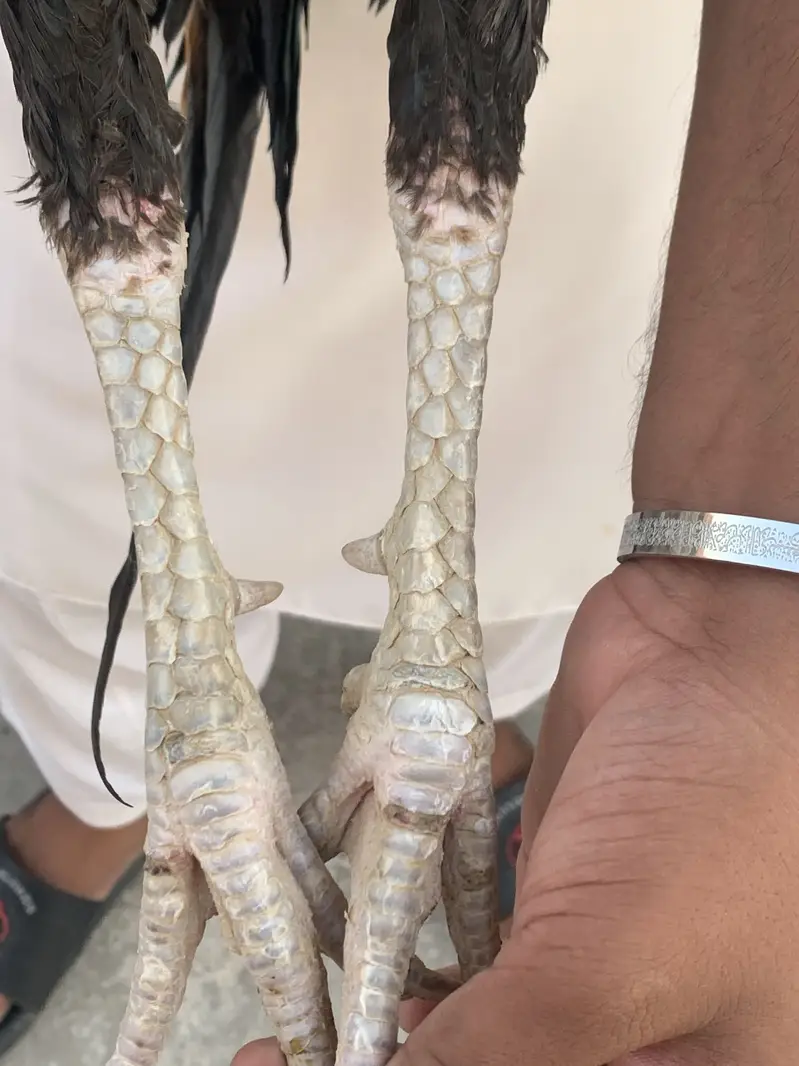 Turkish hint aseel murga for sell — photo 2