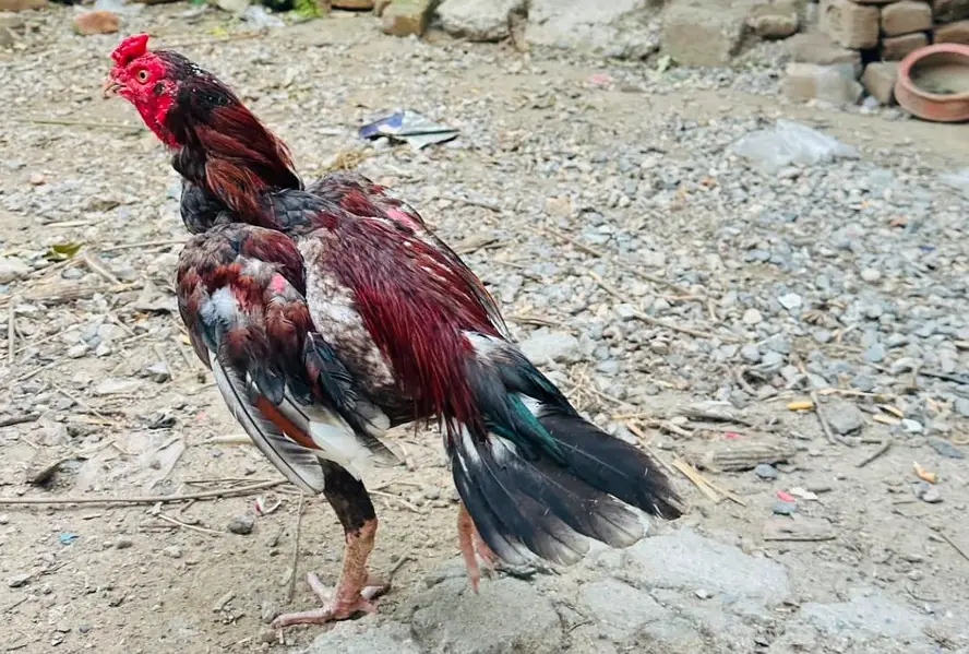 aseel lakha saleta — photo 2
