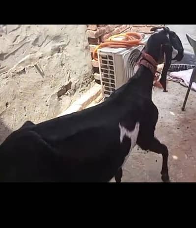 beetal Bakri for sale