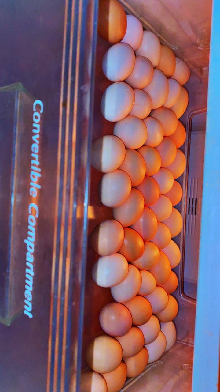 Desi Eggs 4