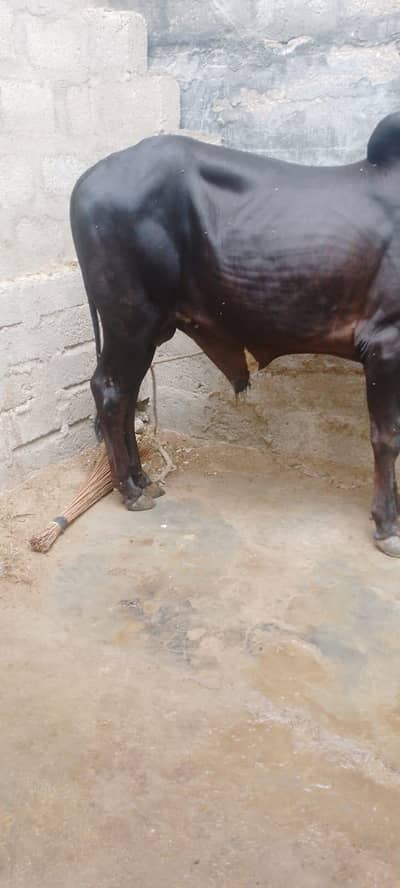 black bachra
