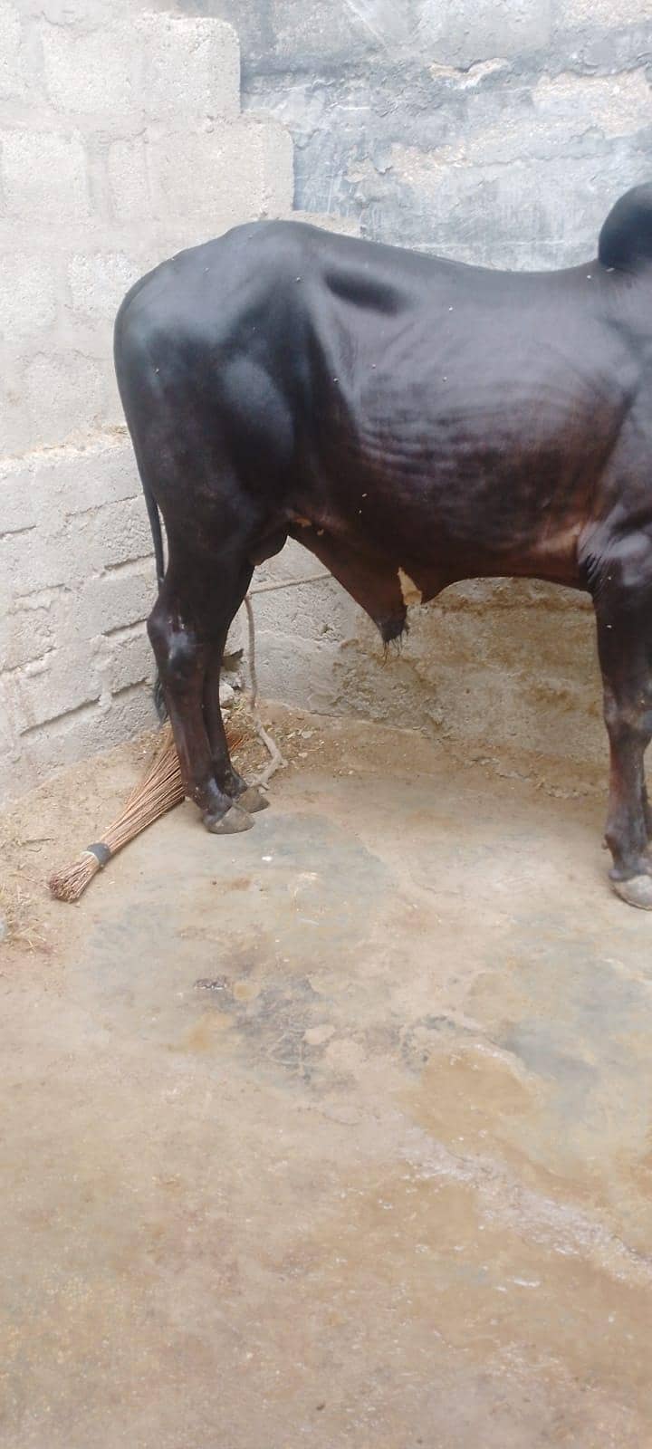 black bachra 0