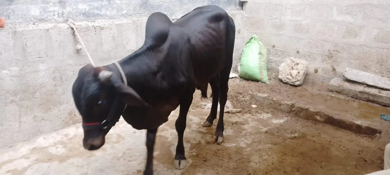 black bachra — photo 2