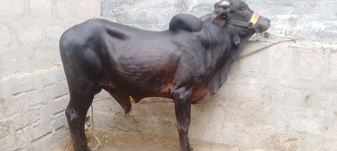 black bachra — photo 3