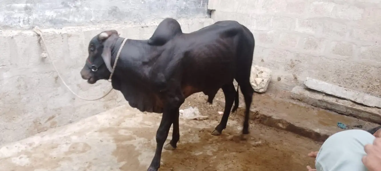 black bachra — photo 4
