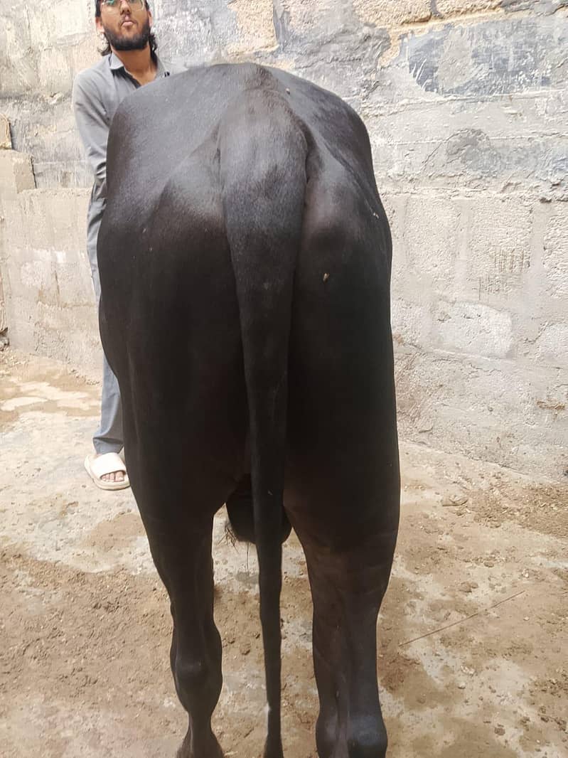 black bachra 4