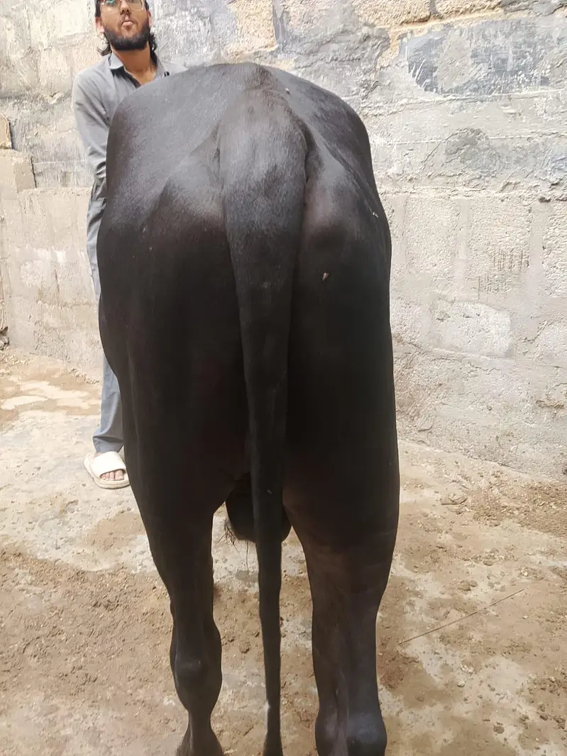 black bachra — photo 5