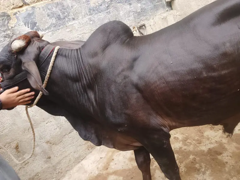 black bachra — photo 6