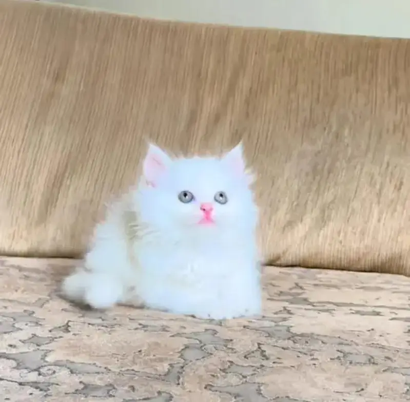Persian cat for 2 month age Whatsapp no 03407695703 — photo 3