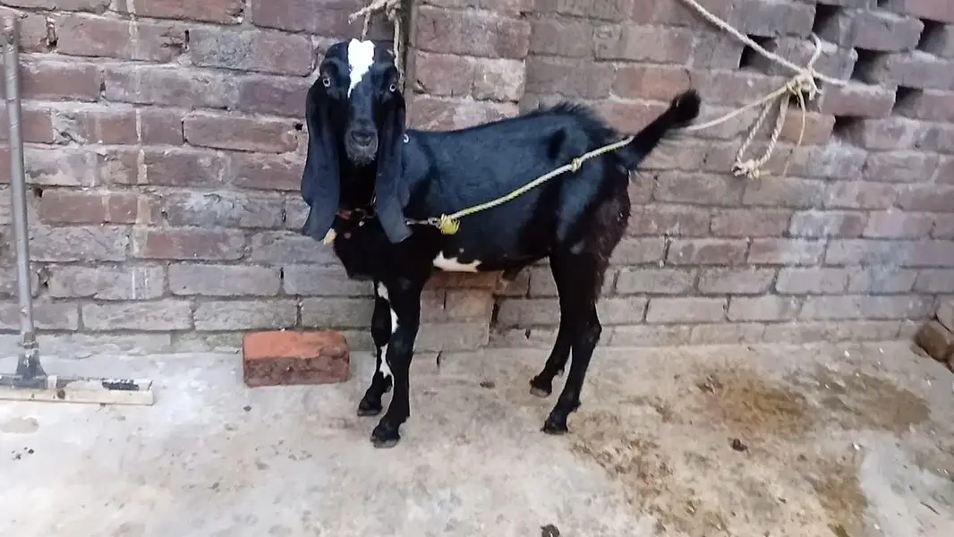 mashallah khubsurat pure beetal male kid /& betal bakri — photo 2