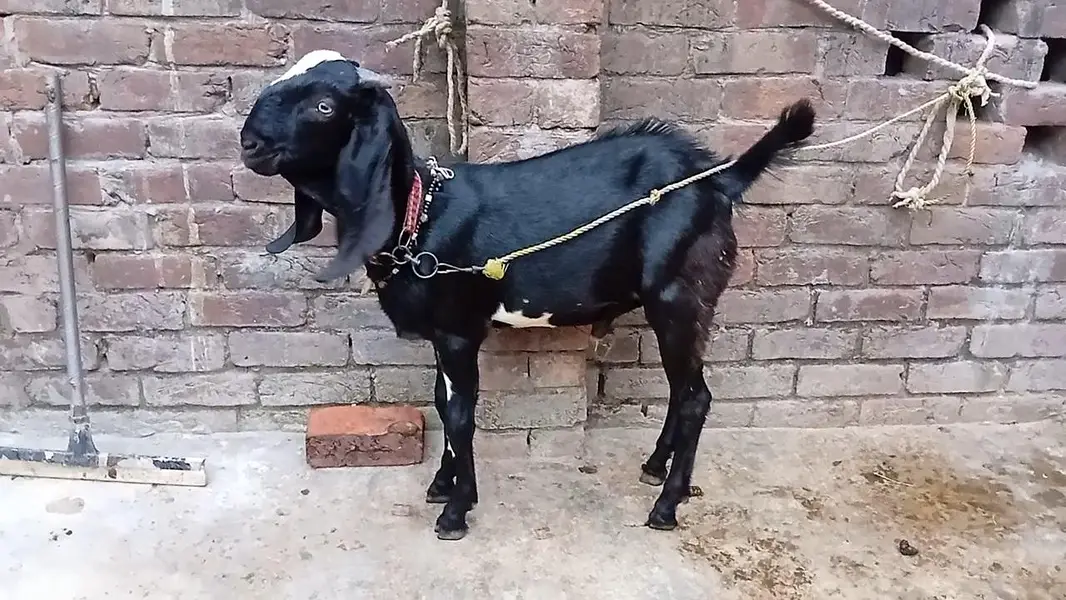 mashallah khubsurat pure beetal male kid /& betal bakri — photo 3