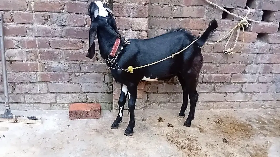 mashallah khubsurat pure beetal male kid /& betal bakri — photo 4