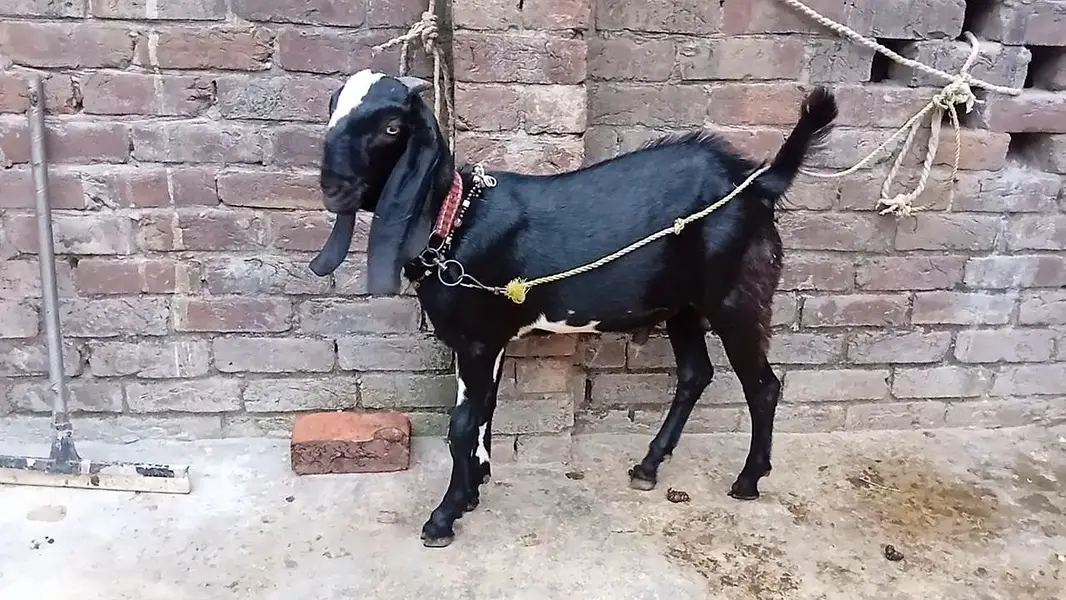 mashallah khubsurat pure beetal male kid /& betal bakri — photo 5