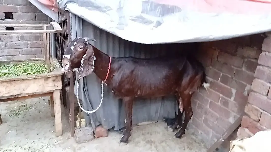 mashallah khubsurat pure beetal male kid /& betal bakri — photo 6
