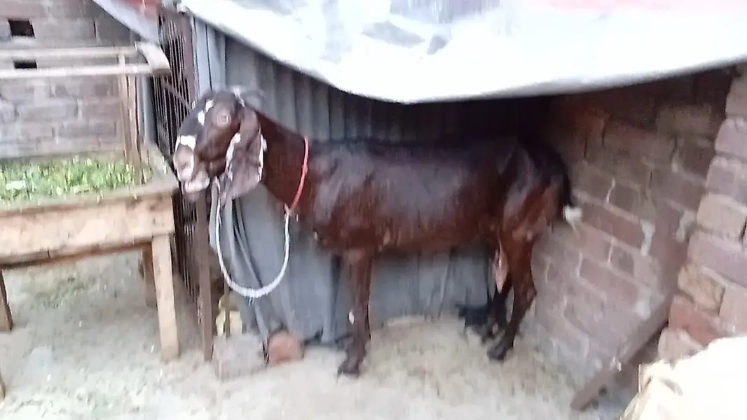 mashallah khubsurat pure beetal male kid /& betal bakri — photo 7