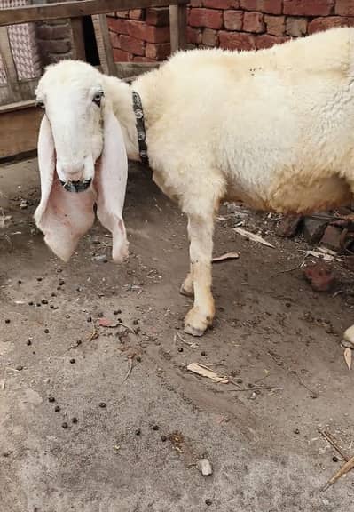 sheep boht achi hai